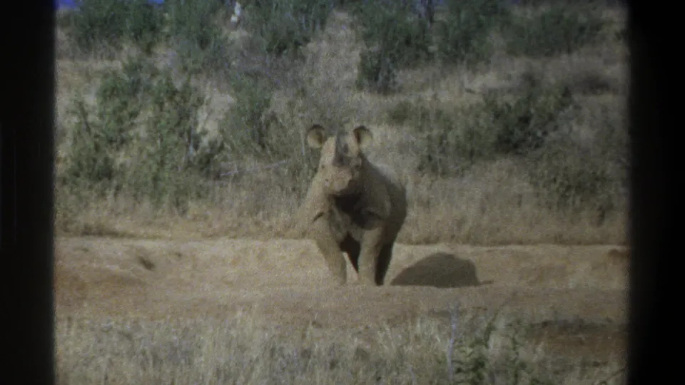 1969 Cape Town wildlife frame with a rhinoceros centered in dry terrain and a small bird crossing near the left side of the shot.