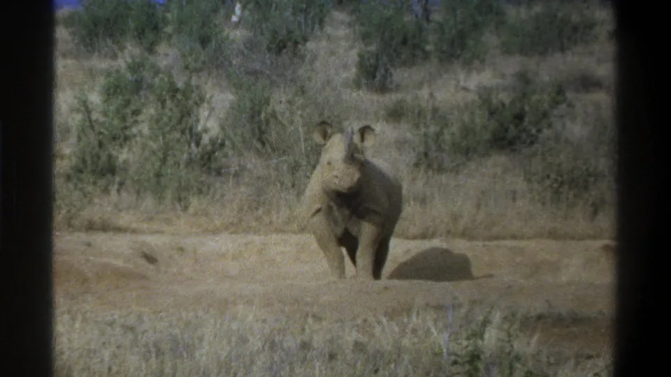 1969 Cape Town home-movie frame showing a rhinoceros in sunlight amid dry grass, sparse brush, and visible 8mm frame borders.