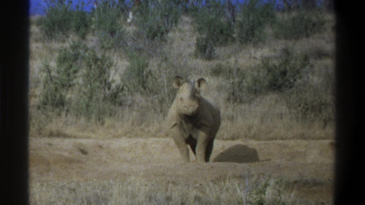 1969 South Africa 8mm frame showing a young rhinoceros facing the camera in dry savanna-like brush near Cape Town, per metadata.
