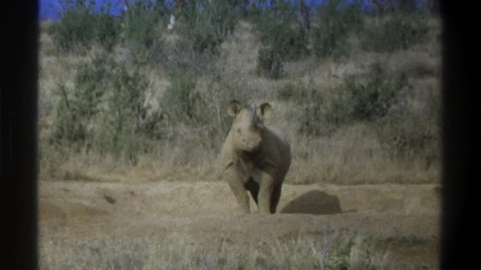 1969 South Africa 8mm frame showing a young rhinoceros facing the camera in dry savanna-like brush near Cape Town, per metadata.