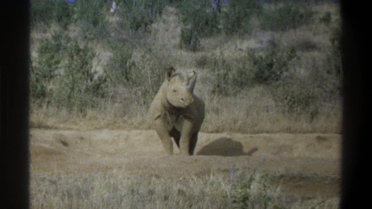 Young rhinoceros facing forward on pale ground with dry brush behind it.
