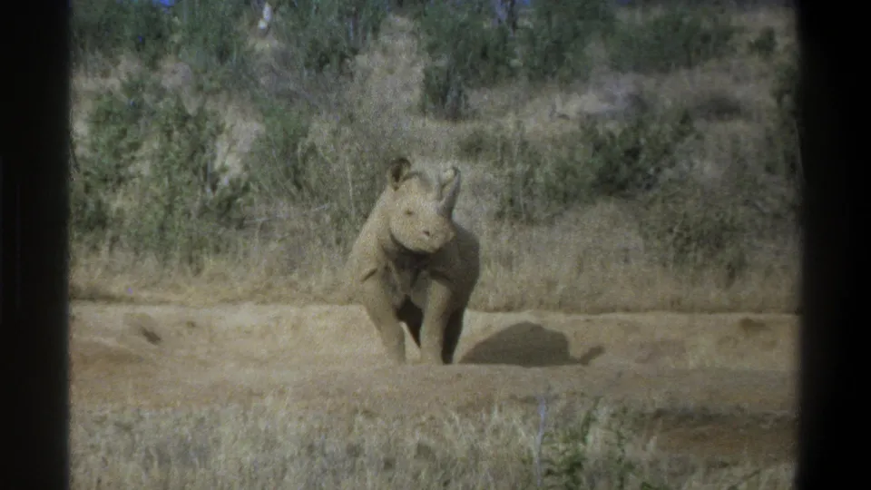 Young rhinoceros faces the camera in a metadata-supported 1969 Cape Town wildlife home-movie frame with dry grasses and shrubs behind it.
