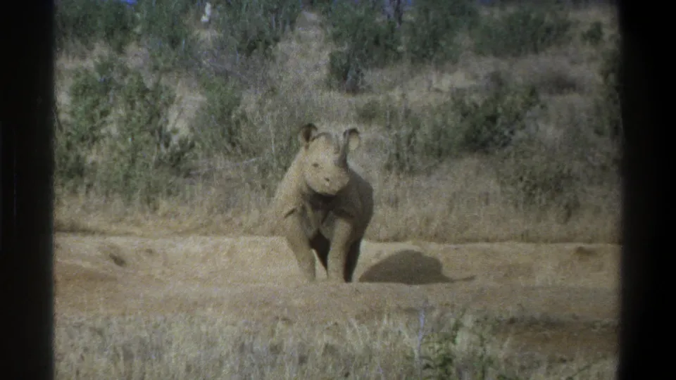 1969 South Africa 8mm still of a young rhinoceros standing toward camera in dry grass and shrubland, with soft focus and visible film borders.