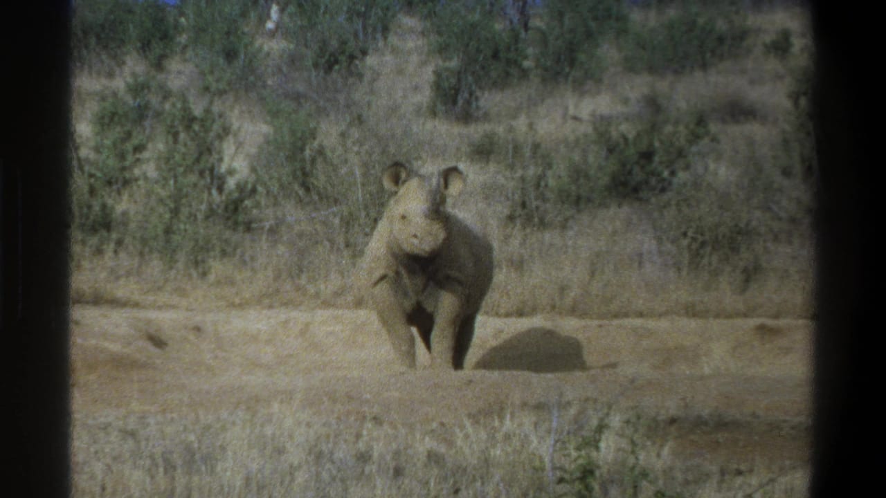 1969 Cape Town home-movie frame showing a rhinoceros facing the camera in dry grass and scrub, with strong sunlight and film-frame borders.