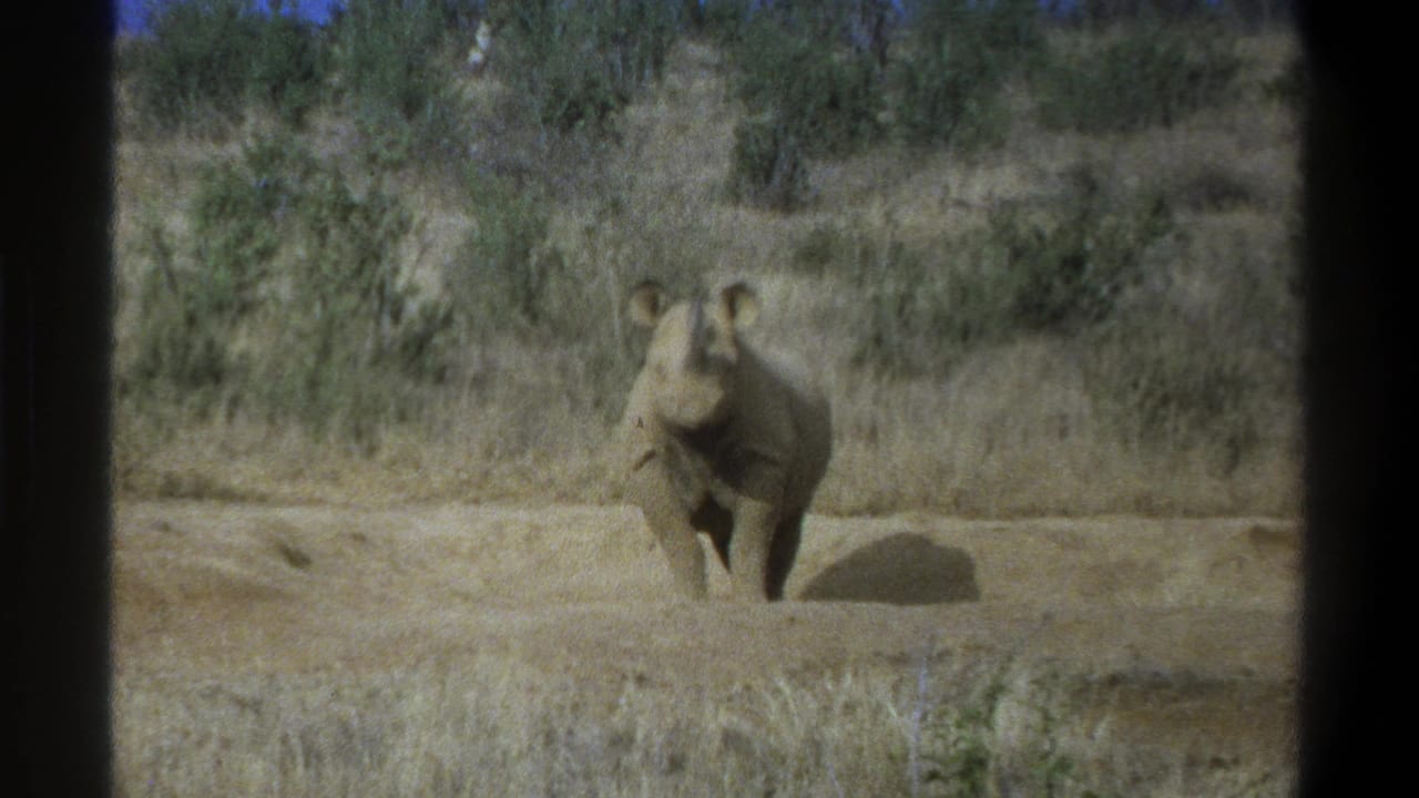Rhinoceros facing forward in an open dry field with scrub behind it.