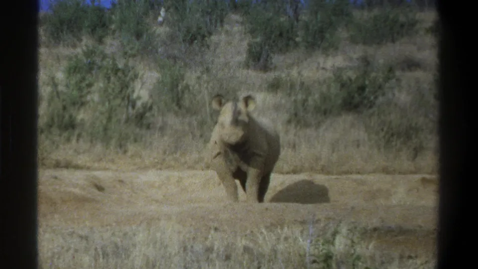 1969 Cape Town 8mm frame of a rhinoceros standing front-on in a sunlit dry field with scrub vegetation in the background.