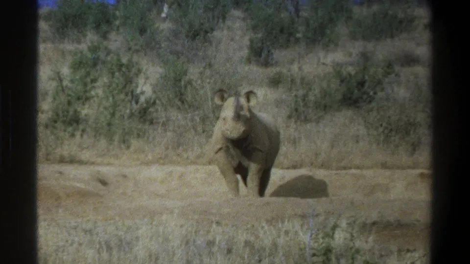 1969 Cape Town home-movie still with a rhinoceros in dry grass, framed by soft 8mm color and dark vertical borders.