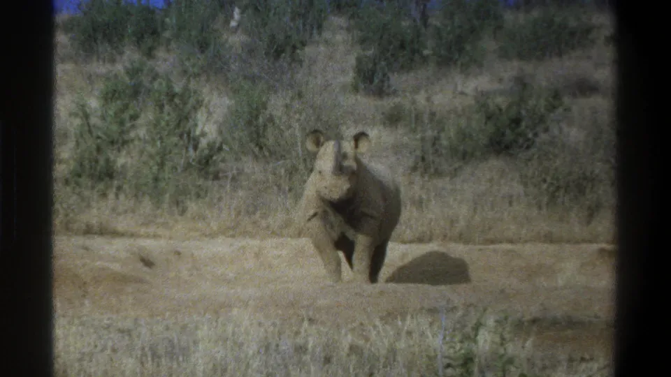 1969 Cape Town 8mm still of a rhinoceros in a dry field, with a distinct shadow and muted archival film color.