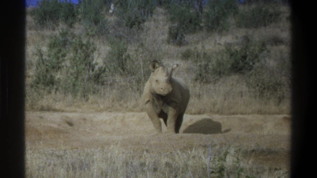 1969 Cape Town-area home-movie frame showing a young rhinoceros facing the camera in a dry, scrubby savanna setting.