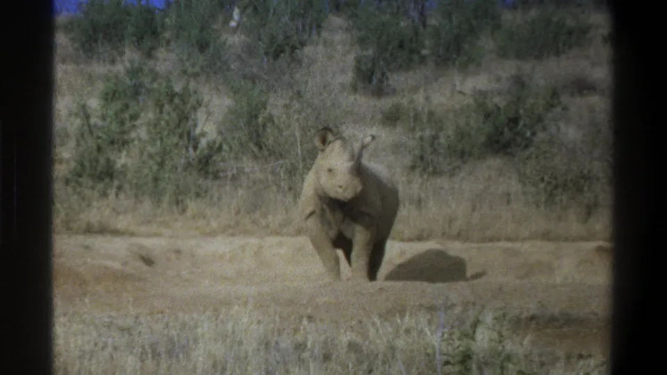 1969 Cape Town-area home-movie frame showing a young rhinoceros facing the camera in a dry, scrubby savanna setting.