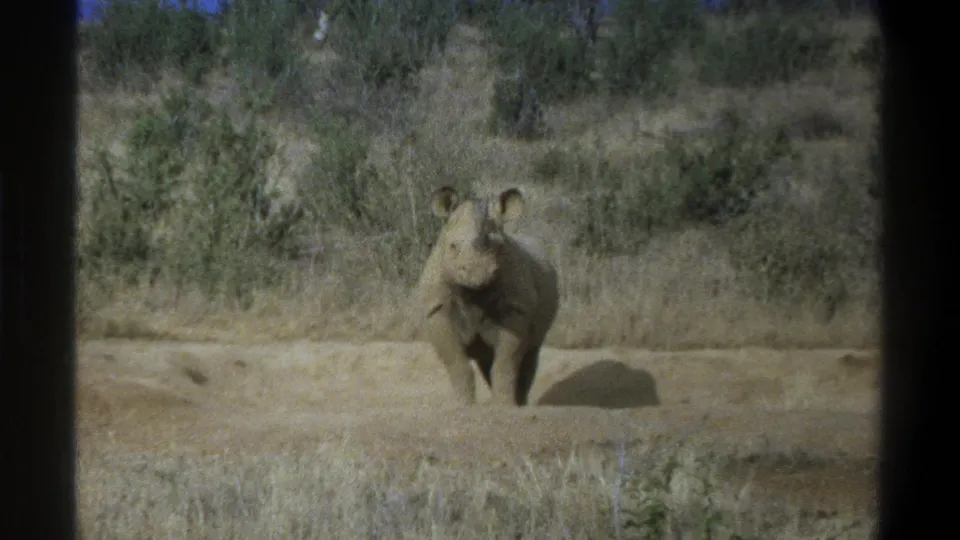1969 Cape Town-area 8mm frame of a young rhinoceros standing in pale dry ground with scrub vegetation behind it.