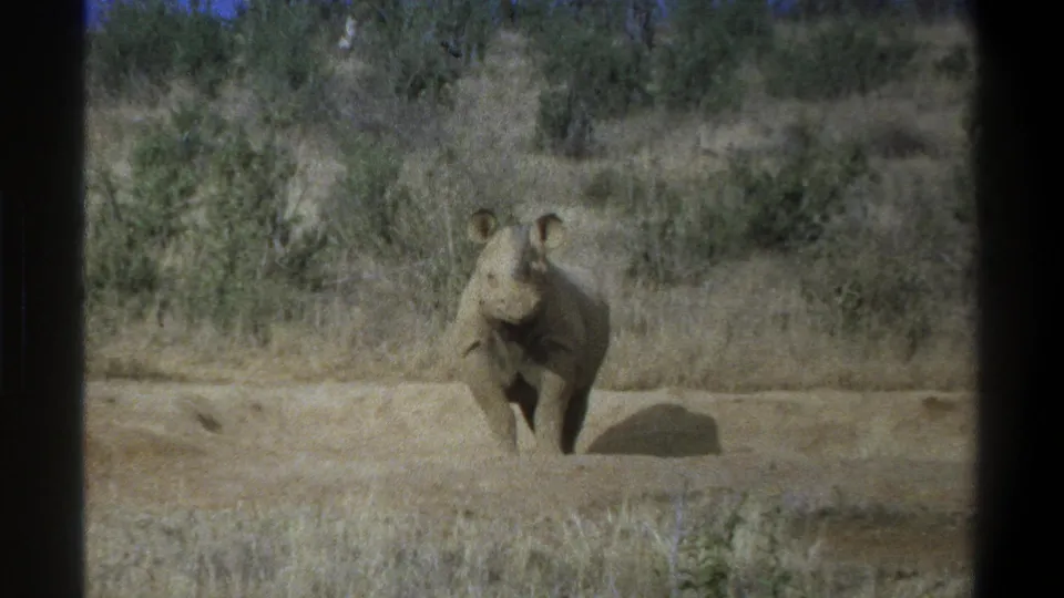 Cape Town, South Africa 1969 home-movie frame showing a young rhinoceros looking toward the camera in a dry open landscape.