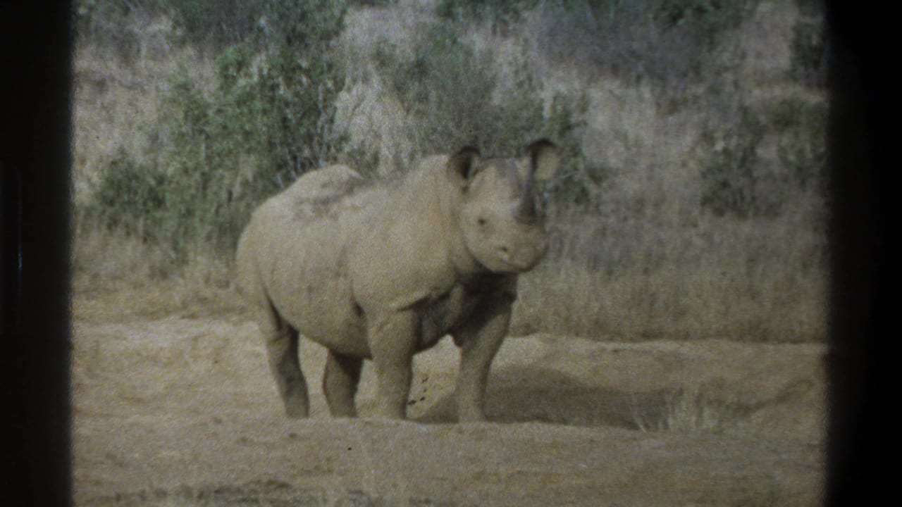1969 Cape Town home-movie frame showing a rhinoceros facing the camera in dry grassland surroundings.