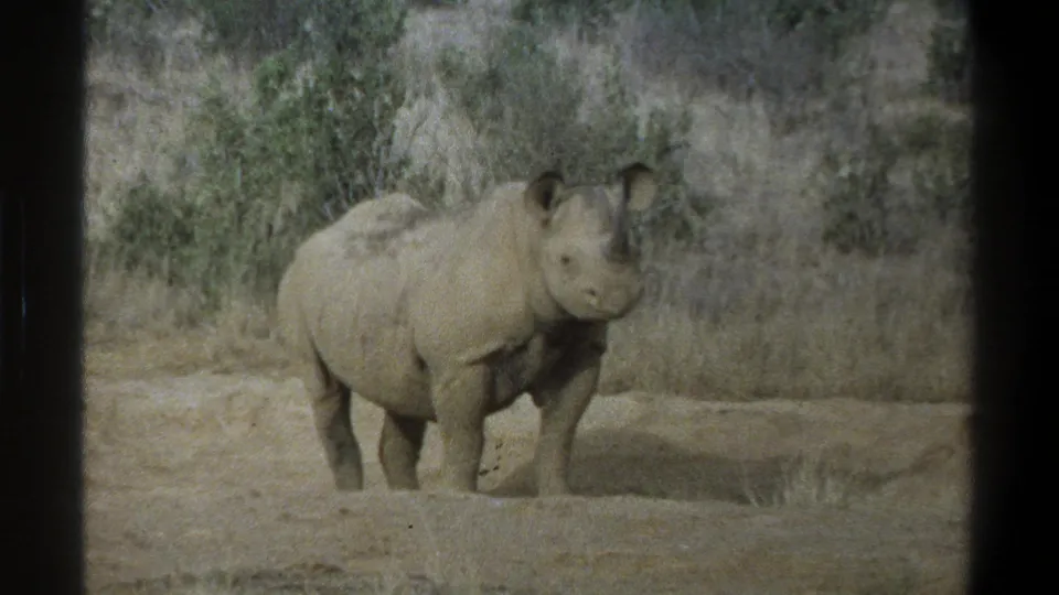 1969 Cape Town home-movie frame showing a rhinoceros facing the camera in dry grassland surroundings.
