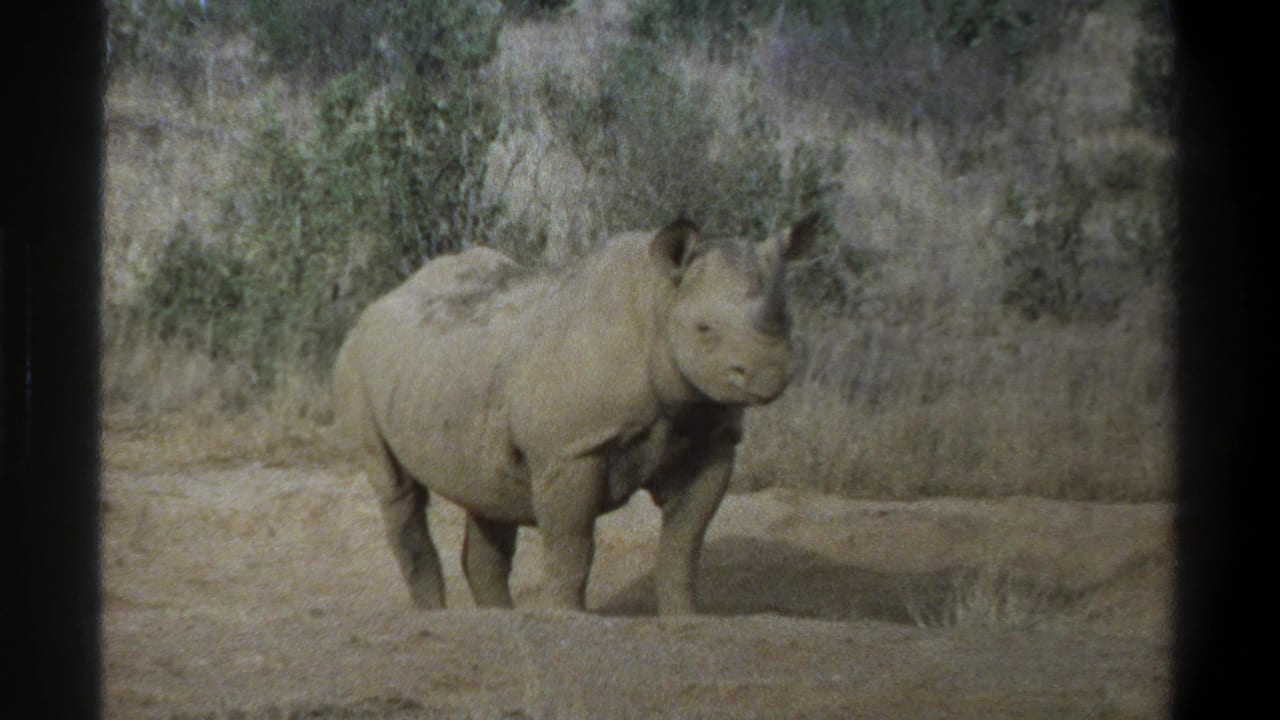 Rhinoceros standing in profile-leaning view on dry ground near grasses.