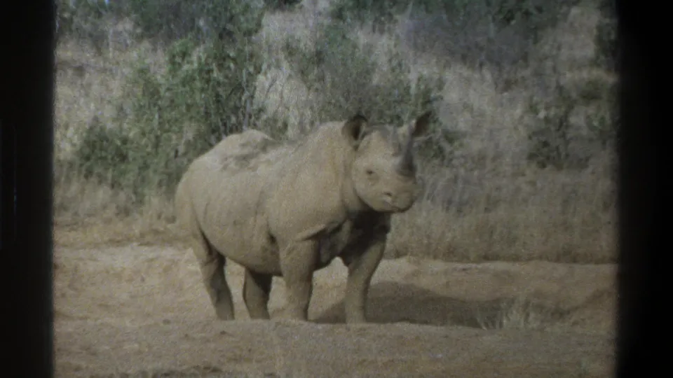 1969 Cape Town 8mm frame with a rhinoceros standing still against dry grass and scrub vegetation.