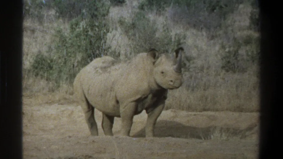 1969 Cape Town wildlife frame showing a rhinoceros with its head lowered against a scrubby grassland backdrop.