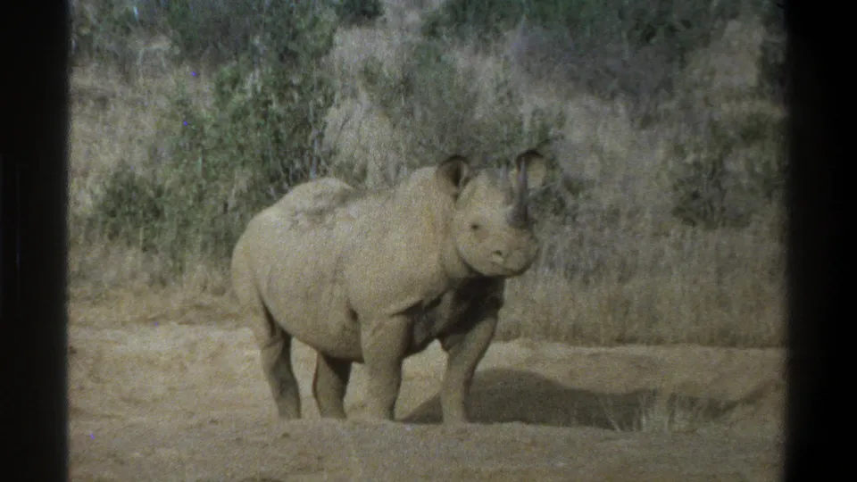 1969 Cape Town 8mm frame of a rhinoceros angled toward the camera in dry grassland surroundings.