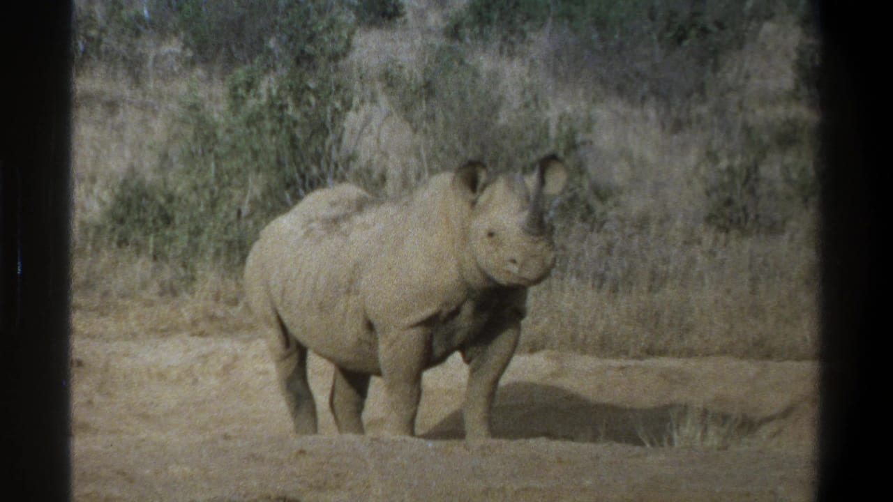 White rhinoceros standing on dusty ground with dry brush behind it.