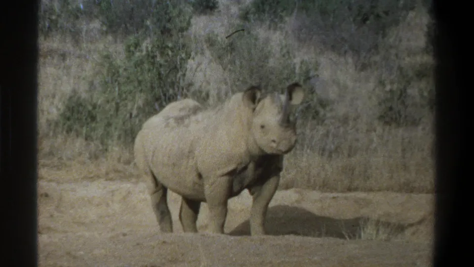 The rhinoceros remains mostly still in a Cape Town wildlife setting, with scrub, dry grass, and 8mm frame borders visible.