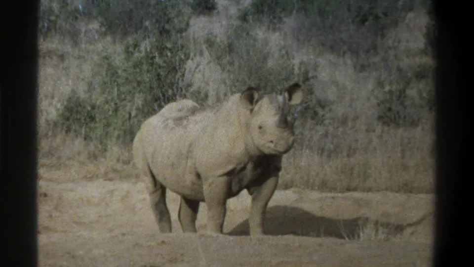 A muted 8mm frame shows the rhinoceros standing on bare ground with brush behind it, consistent with the 1969 Cape Town metadata.