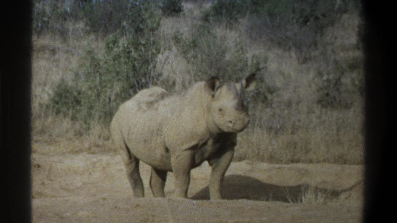 1969 South Africa 8mm frame showing a rhinoceros standing in dry grass and sandy ground with scrub in the background.