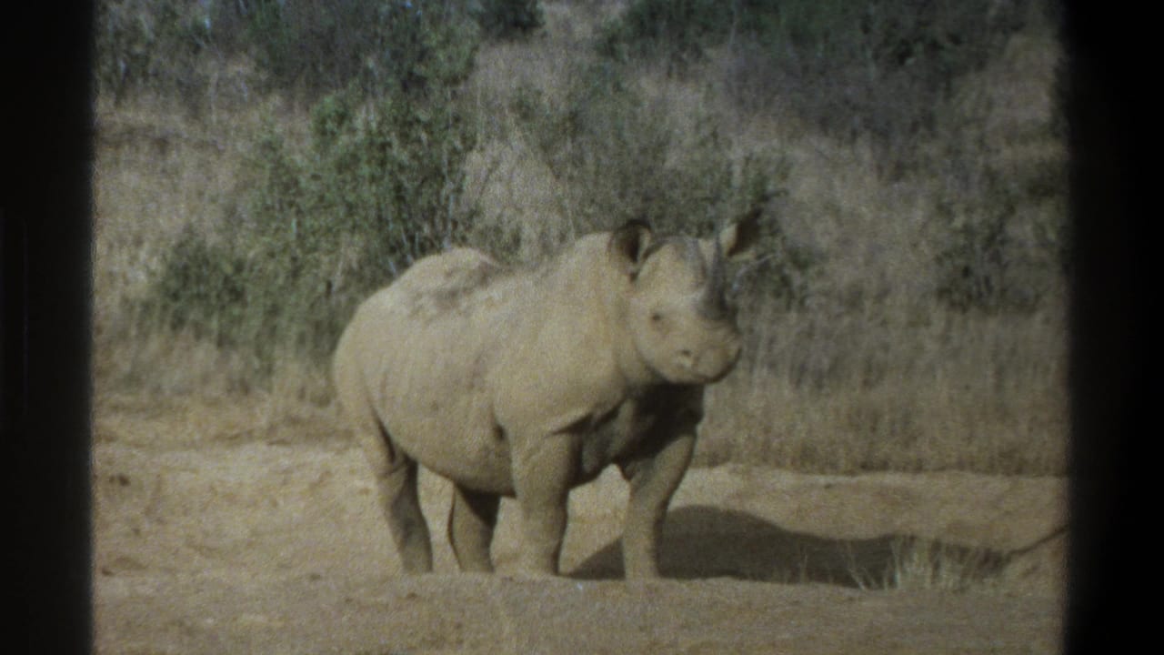 Rhinoceros facing slightly toward the camera in a dry grassy area.