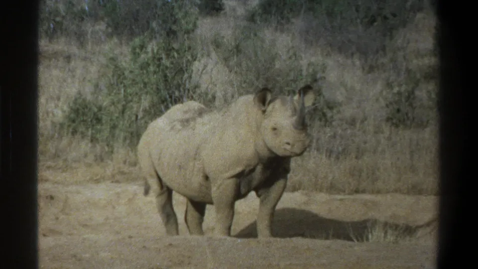 1969 South Africa 8mm frame showing the rhinoceros in profile-leaning view against dry grass and low shrubs.