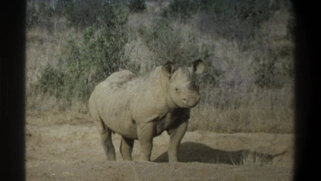 1969 South Africa 8mm frame showing a rhinoceros standing alert in dry scrubland under bright sun.