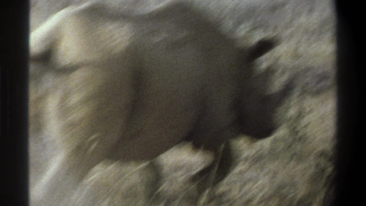 1969 Cape Town home-movie frame showing a rhinoceros in soft focus moving through dry grass and brush.
