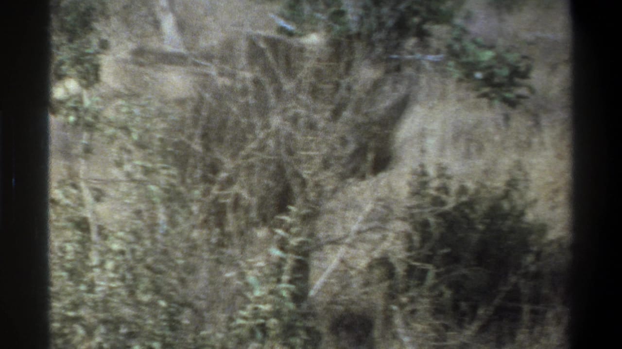 Dry brush and trees with the rhinoceros mostly out of view.