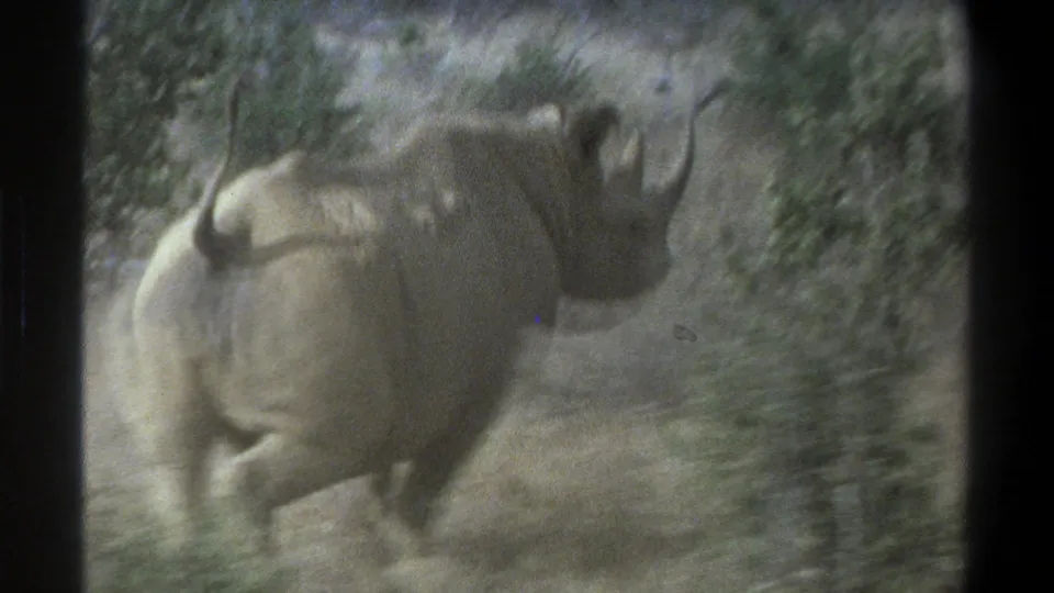 1969 Cape Town home-movie frame with a rhinoceros seen from behind as it moves away through scrub vegetation.
