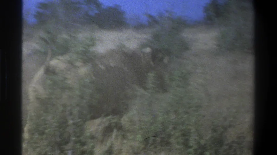 1969 Cape Town frame showing the rhinoceros farther from the camera among grass, shrubs, and a patch of blue sky.