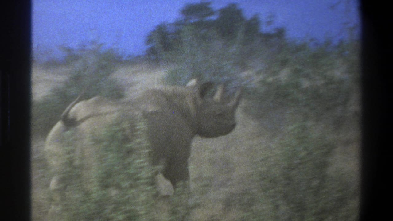 1969 South Africa 8mm frame showing a rhinoceros moving through dry grass and low scrub under a blue sky.