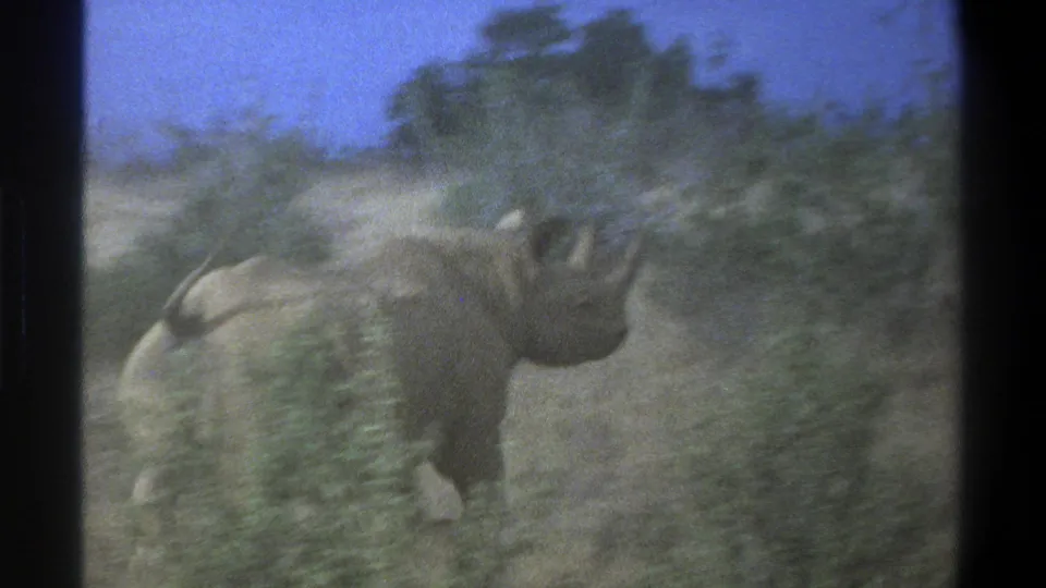 1969 South Africa 8mm frame showing a rhinoceros moving through dry grass and low scrub under a blue sky.