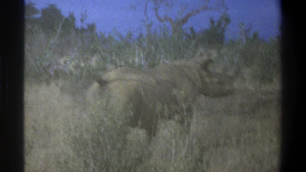 1969 South Africa home-movie frame with a rhinoceros moving behind scrub vegetation in dry grassland.