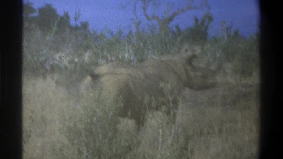 1969 South Africa home-movie frame with a rhinoceros moving behind scrub vegetation in dry grassland.