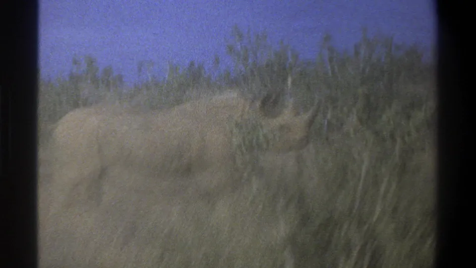Soft 8mm frame from South Africa in 1969 showing a close, partially obscured rhinoceros in tall dry grass.