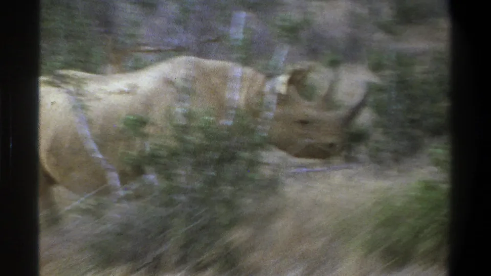 1969 South Africa 8mm frame showing a profile view of a rhinoceros with horns visible among scrub and dry grass.