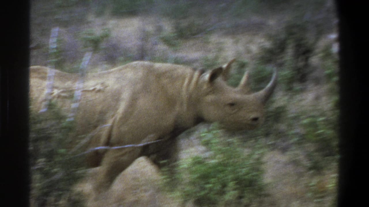 1969 8mm frame from Cape Town metadata showing a rhinoceros moving through dry grass and shrubs behind foreground tree trunks.