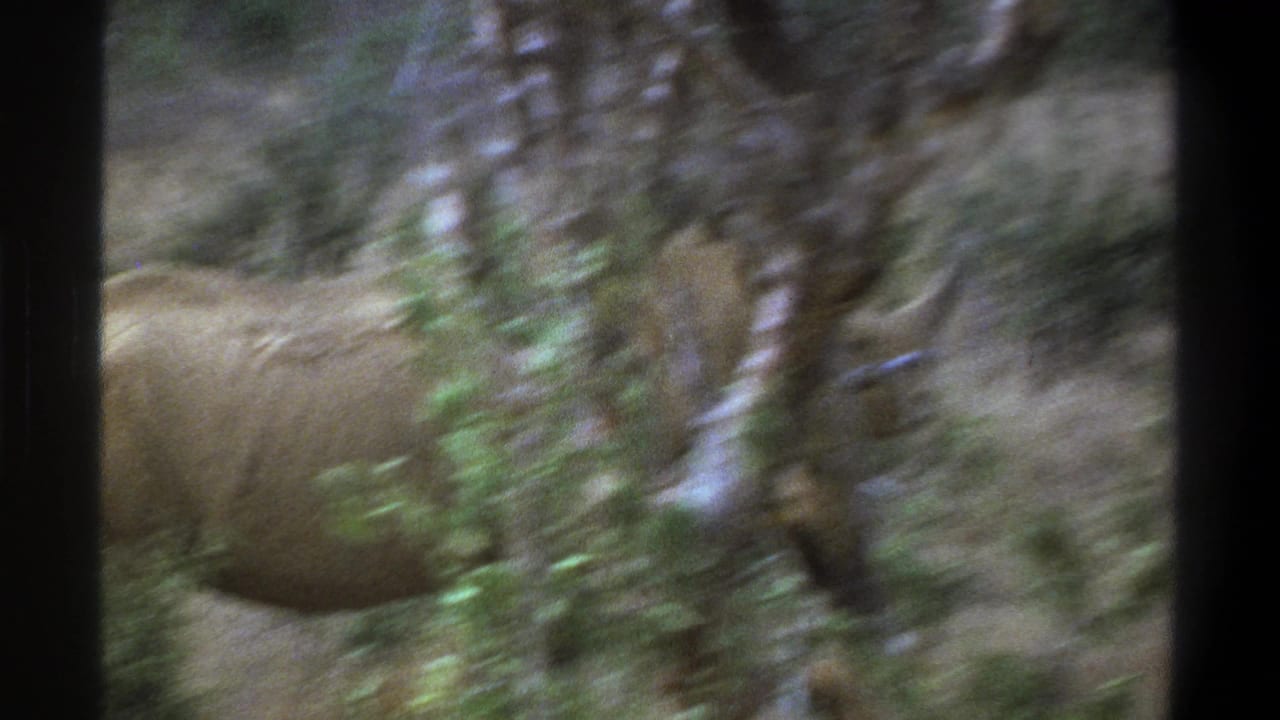 A 1969 South Africa home-movie frame shows the rhinoceros partly hidden by tree trunks and soft brush as it continues walking.