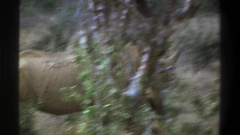 A 1969 South Africa home-movie frame shows the rhinoceros partly hidden by tree trunks and soft brush as it continues walking.