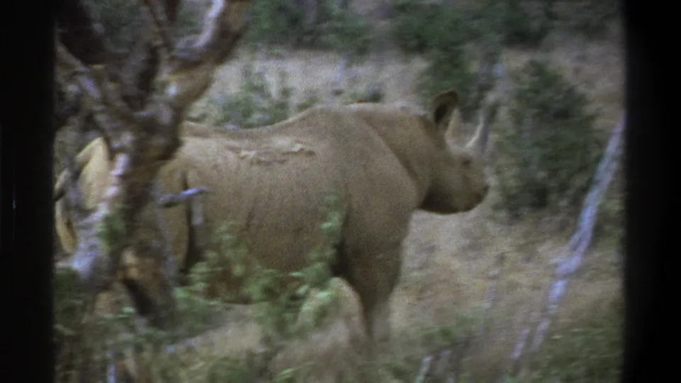 Cape Town 1969 metadata frame showing the rhinoceros from the side and rear as it walks through yellow grass and scattered green brush.