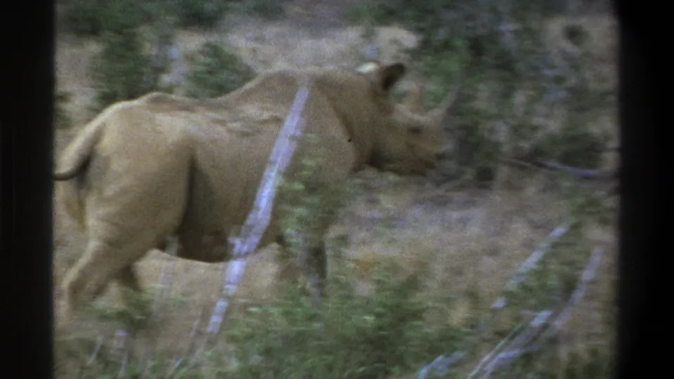 A soft 8mm frame shows the rhinoceros walking right through dry South African brush, with a pale foreground branch crossing its body.