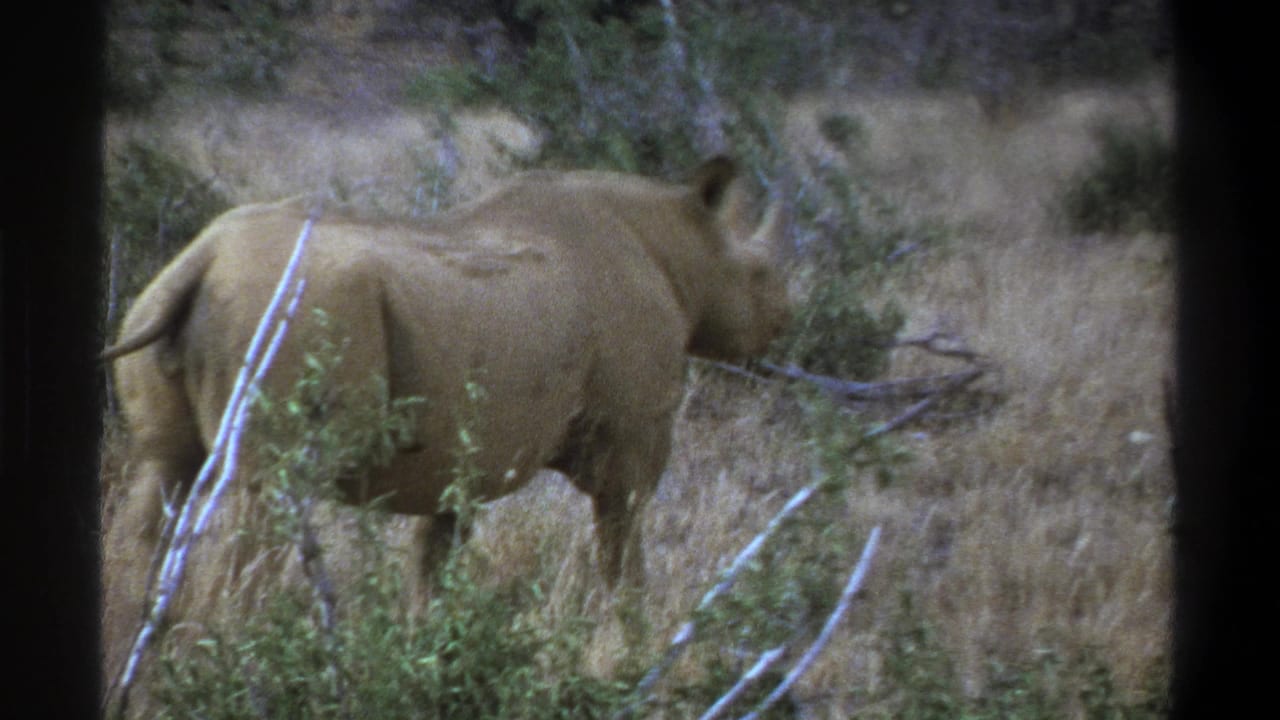 1969 Cape Town home-movie frame showing a rhinoceros in side view among dry grass, brush, and pale branches.