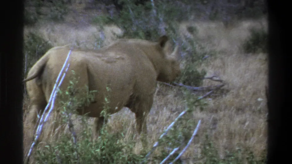 1969 Cape Town home-movie frame showing a rhinoceros in side view among dry grass, brush, and pale branches.