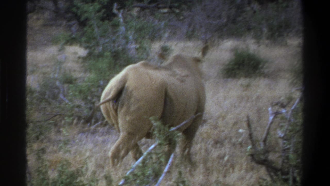 1969 Cape Town frame of a rhinoceros moving away through scrubland, with dry grass and bushes around it.