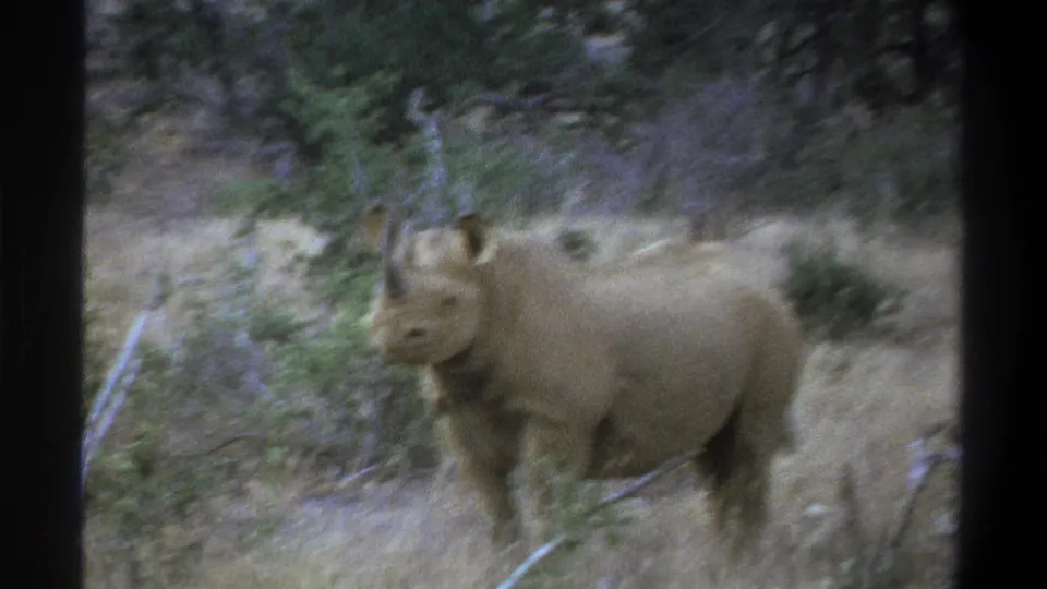 1969 Cape Town home-movie frame with a rhinoceros partly obscured by brush, filmed with soft handheld motion.