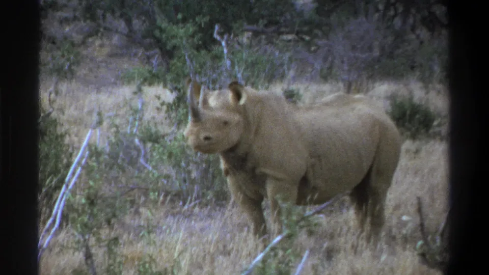 1969 Cape Town frame showing a rhinoceros paused or turning toward the camera in scrubland with trees behind it.