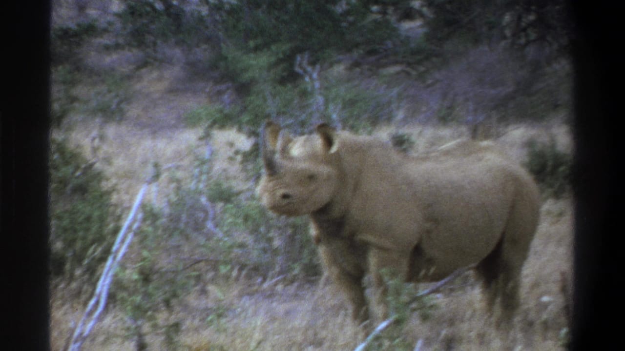 1969 Cape Town-area 8mm frame showing a rhinoceros standing still in a dry, scrubby nature park setting.